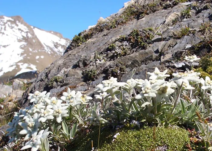 Bed & Breakfast Erlenhof 3*